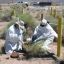 Site d'essais du Nevada (Etats-Unis). Surveillance biologique de la végétation.